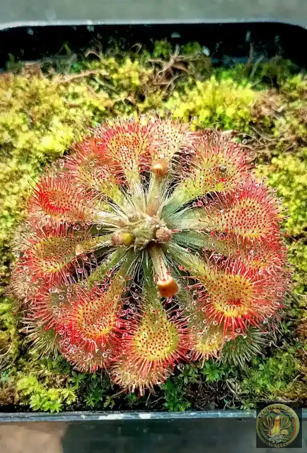 Drosera tokaiensis