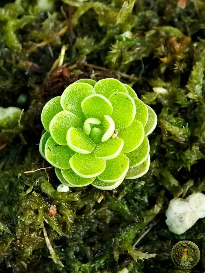 Pinguicula esseriana