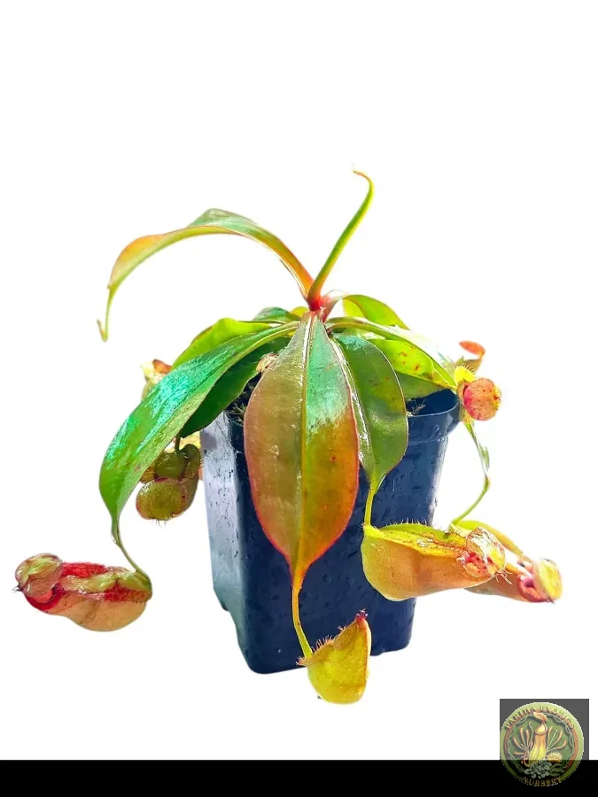 Nepenthes mirabilis x viking